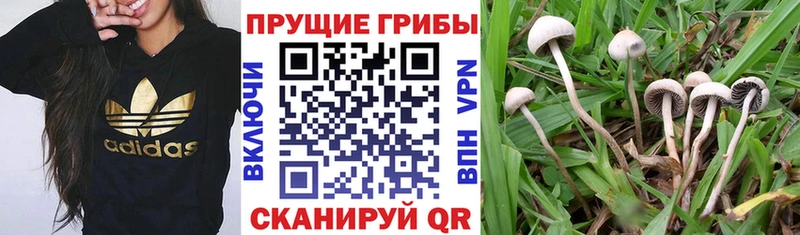 Галлюциногенные грибы мухоморы Купить Пудож